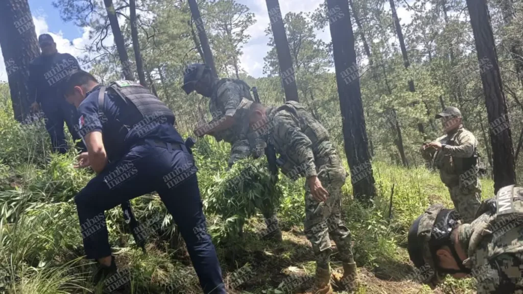 Tras la localización del plantío de marihuana en Santa Rita Tlahuapan, no hubo detenidos.
