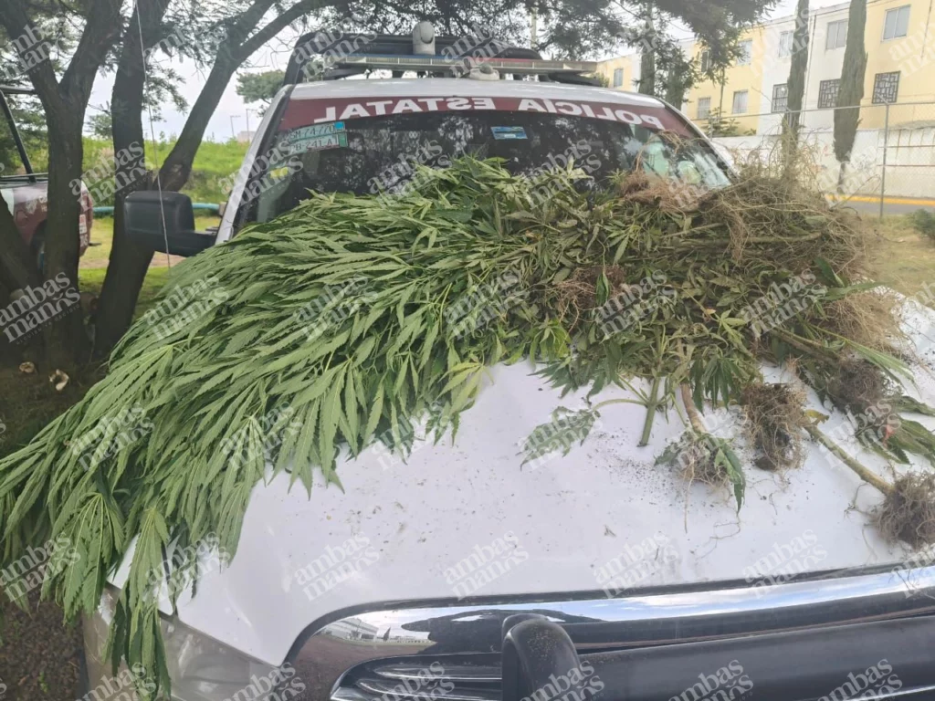 Fue el 11 de julio cuando los elementos de la Secretaría de Seguridad Pública (SSP) de Puebla localizaron en Santa Rita Tlahuapan un plantío de marihuana.
