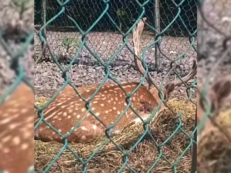 VIDEO: Venado cola blanca agoniza en Haras; piden ayuda de la Semarnat