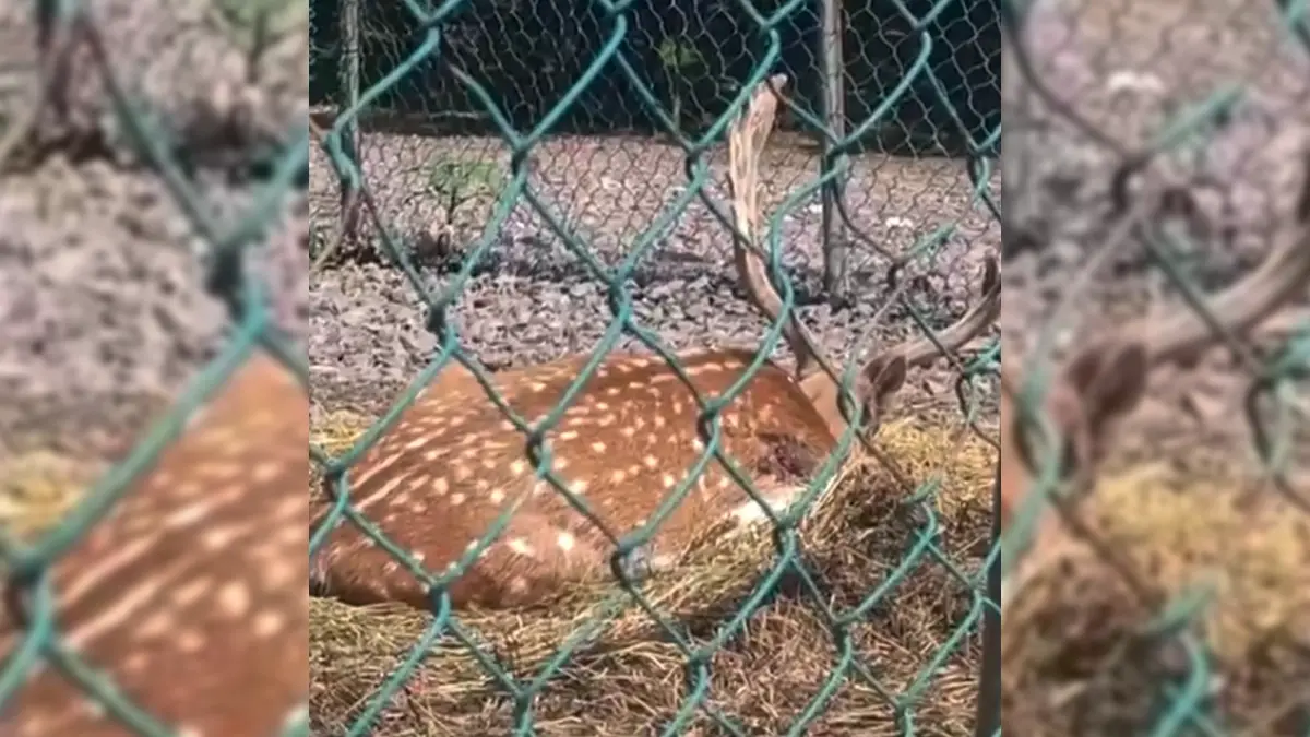 VIDEO: Venado cola blanca agoniza en Haras; piden ayuda de la Semarnat