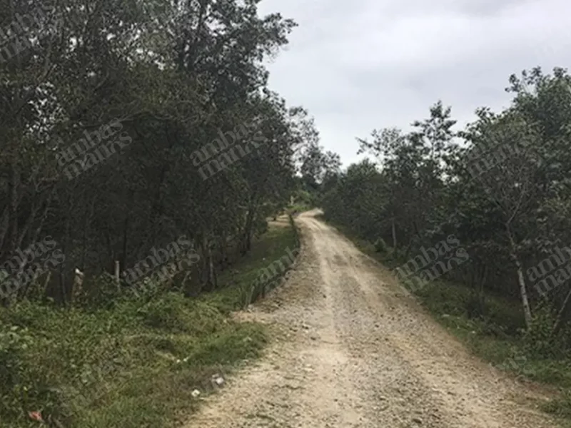 Después de 5 años, Semarnart autoriza modernizar camino de terracería en Chichiquila