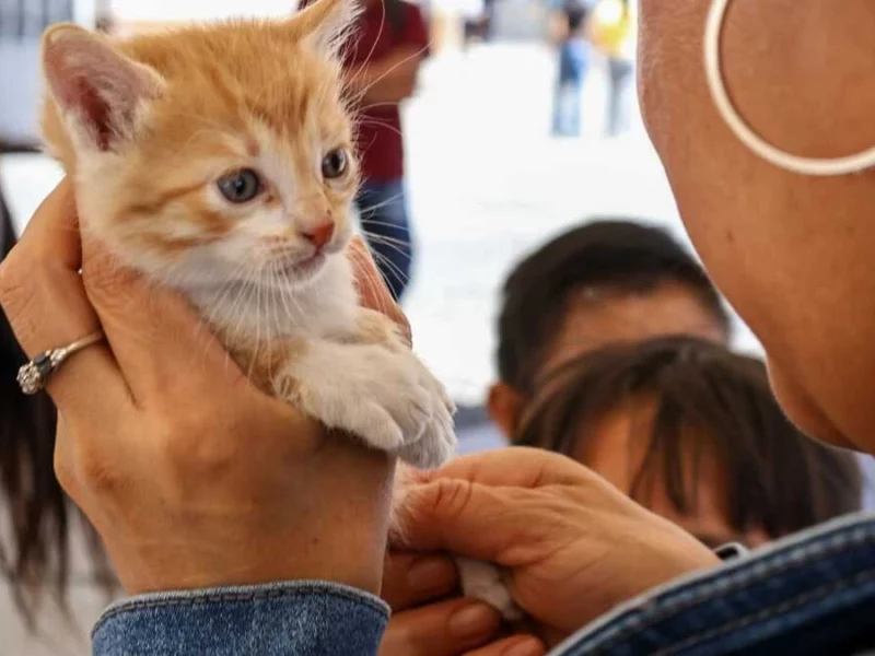 Día Internacional del Gato: ¿por qué se celebra tres veces al año?  
