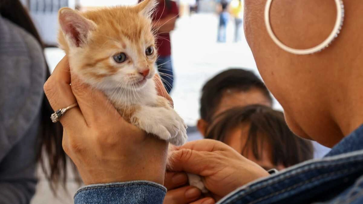 Día Internacional del Gato: ¿por qué se celebra tres veces al año?  