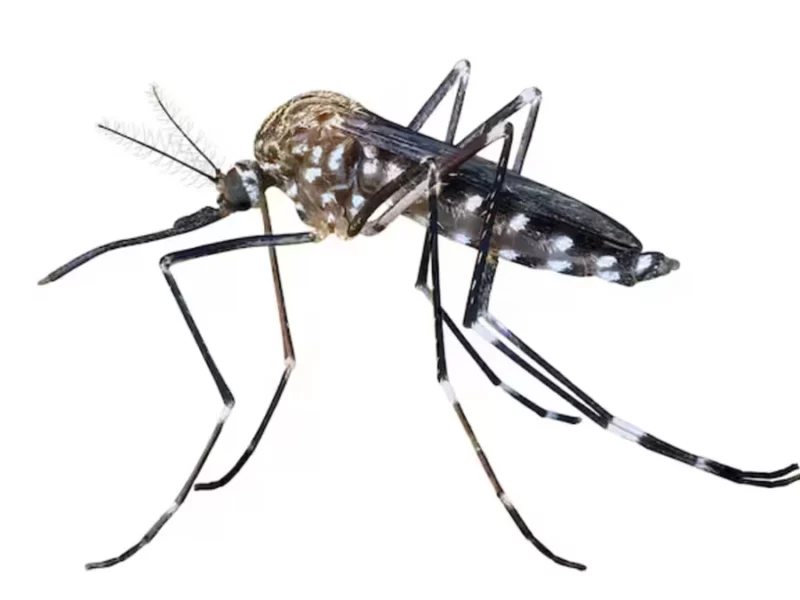 ¿Por qué se celebra el Día Mundial del Mosquito?  