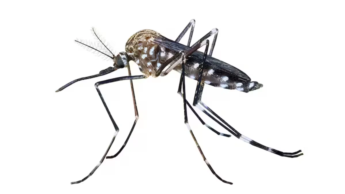 ¿Por qué se celebra el Día Mundial del Mosquito?  