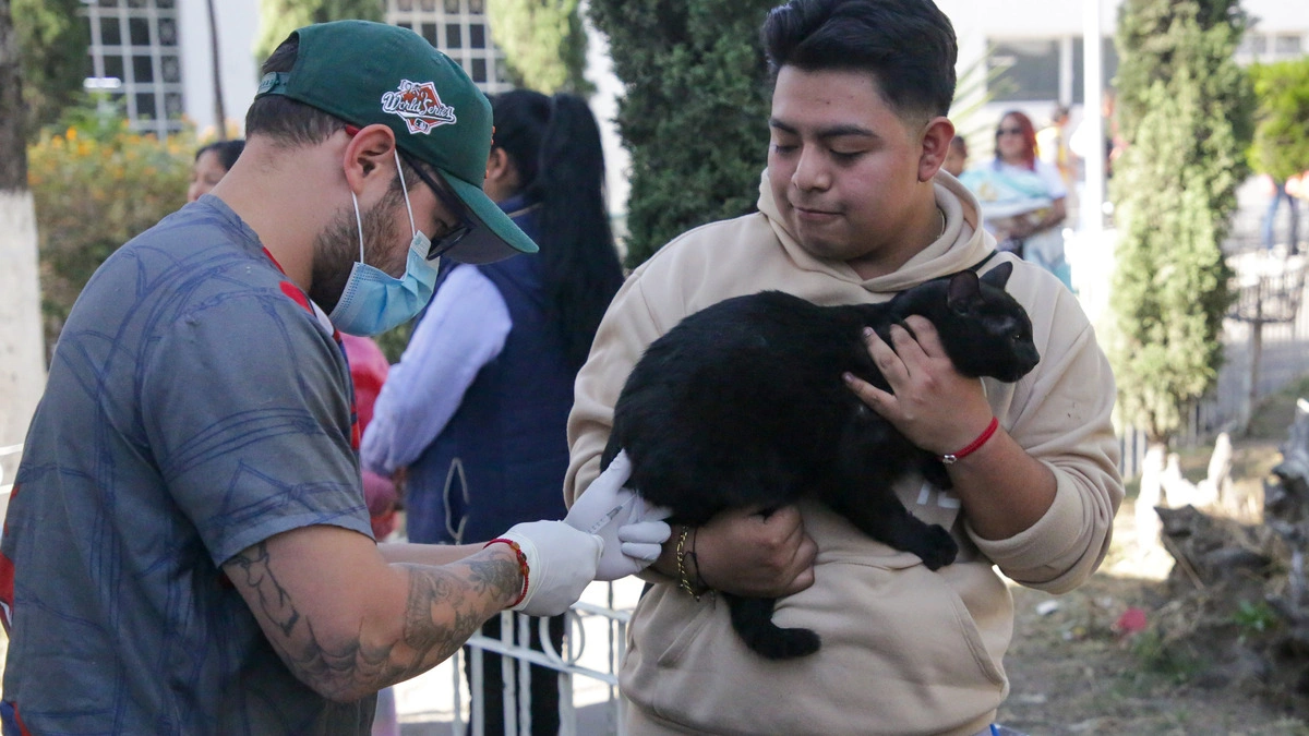 Upaep esteriliza gratis a tus mascotas a cambio de arroz o frijol, ¡haz cita!