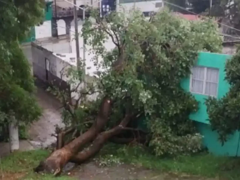 Árbol que se cayó debido a la lluvia registrada el 22 de agosto en Puebla.