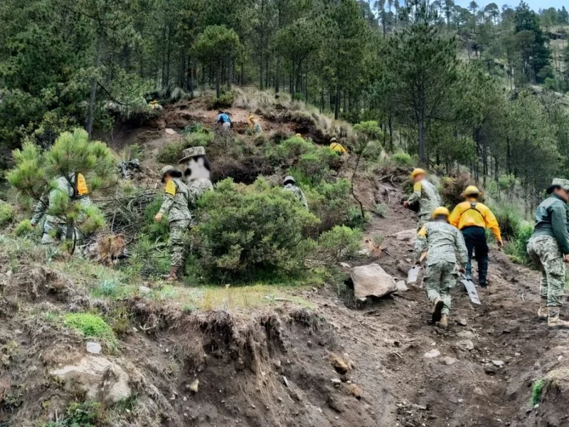 ¡Buenas noticias! Reforestan el Parque Nacional Pico de Orizaba con mil 500 árboles  