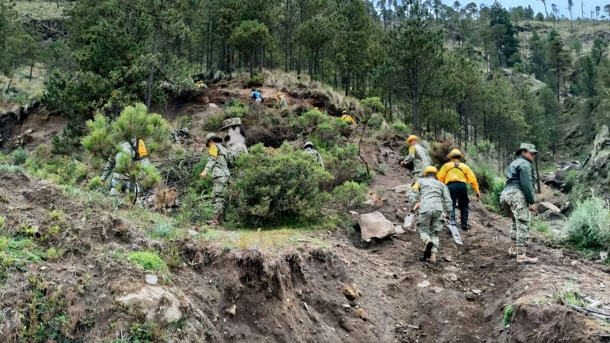 ¡Buenas noticias! Reforestan el Parque Nacional Pico de Orizaba con mil 500 árboles  