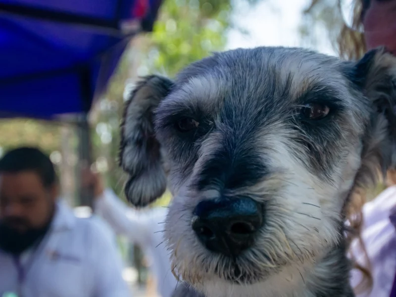 Armenta presentará iniciativa para regular la venta de animales en Puebla  