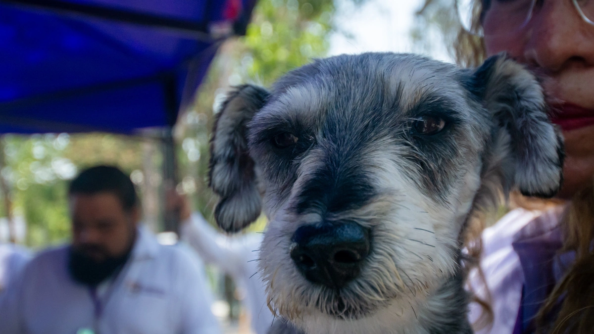 Armenta presentará iniciativa para regular la venta de animales en Puebla  