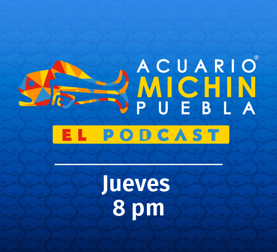 Acuario Michin