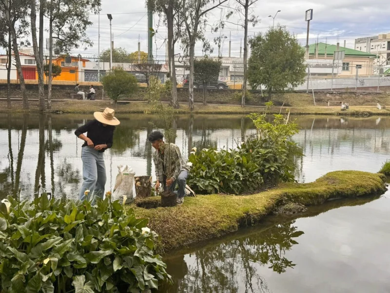 BUAP siembra ahuehuetes en Ciudad Universitaria