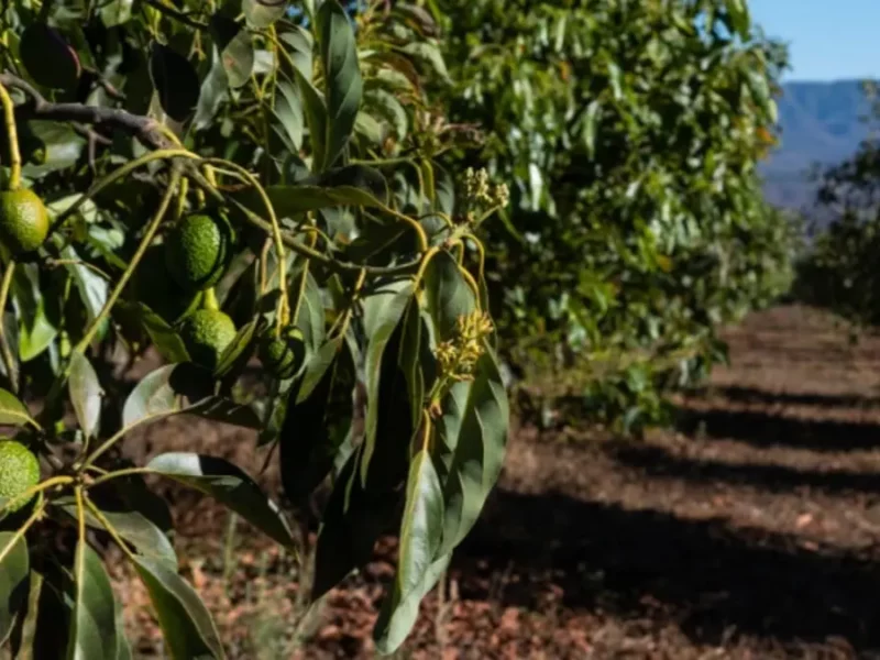 Casi linchan a joven por robar aguacates en Santa Isabel Cholula