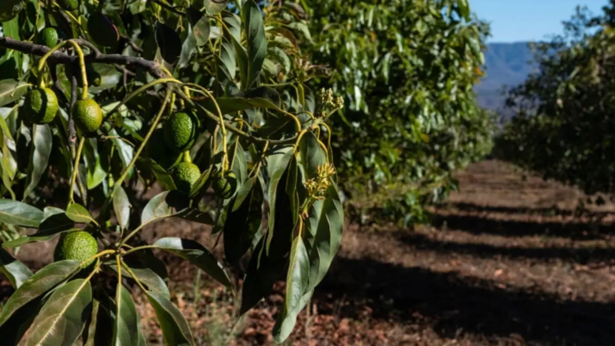Casi linchan a joven por robar aguacates en Santa Isabel Cholula