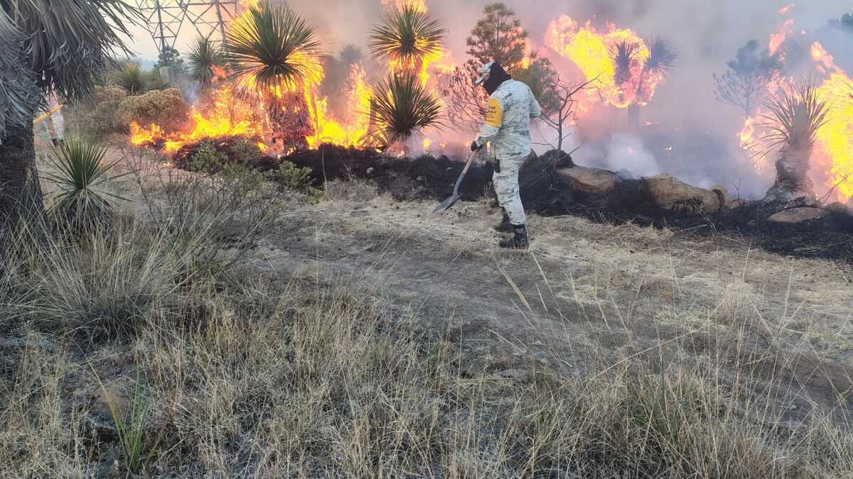 Proponen crear Unidades de Atención Forestal en los municipios de Puebla