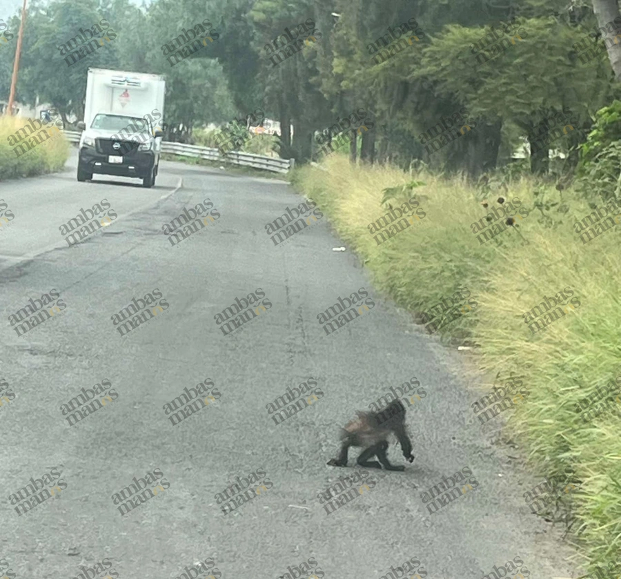 El mono araña estaba en inmediaciones del barrio de San Antonio y Libramiento en Tecamachalco.
