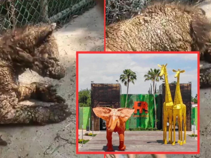 Exhiben a zoológico de Monterrey por el grave estado de una osa bebé con sarna  