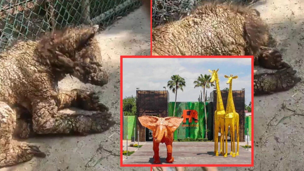 Exhiben a zoológico de Monterrey por el grave estado de una osa bebé con sarna  