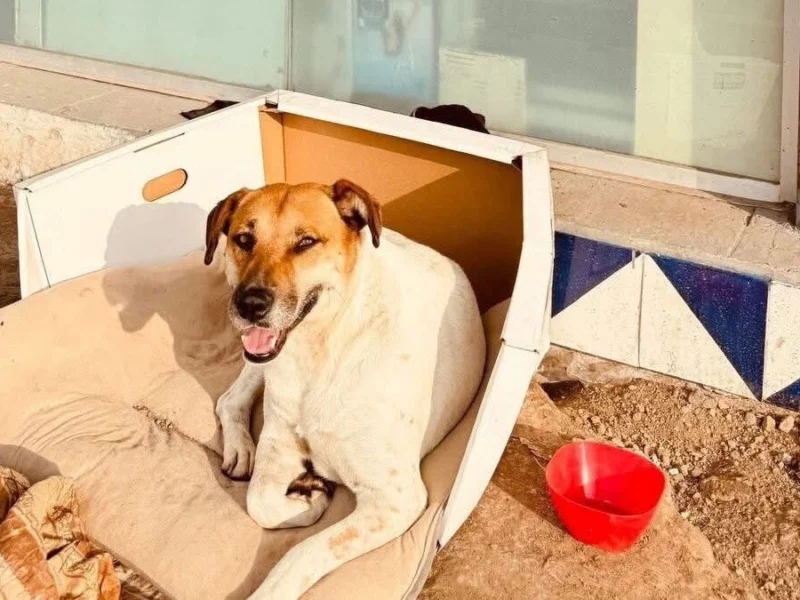 Cuiden a Wero: el perrito que vive en la terminal de la Línea 2 de RUTA