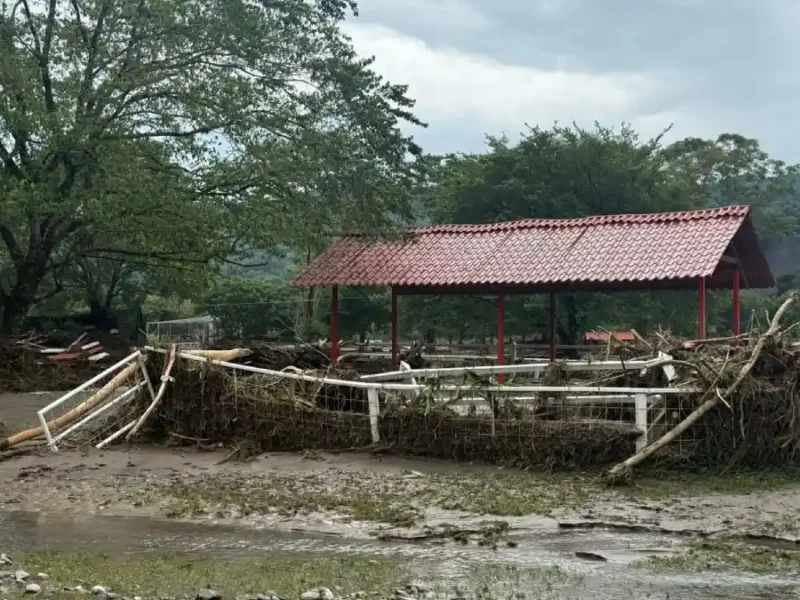 Encuentran muerto al tigre de bengala de Xicotepec y muestran daños en Animalia.