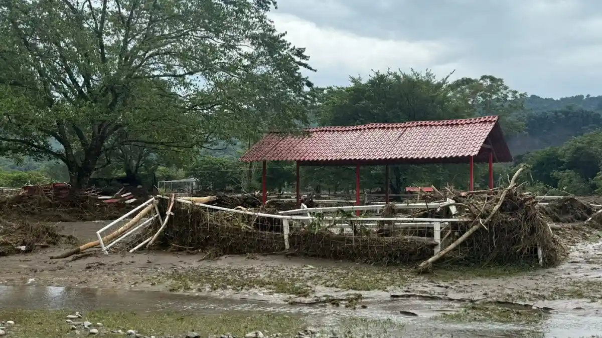 Encuentran muerto al tigre de bengala de Xicotepec y muestran daños en Animalia.