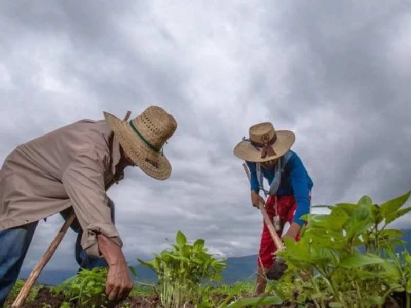 Actividad industrial en Puebla: aumenta la agricultura y cría de animales