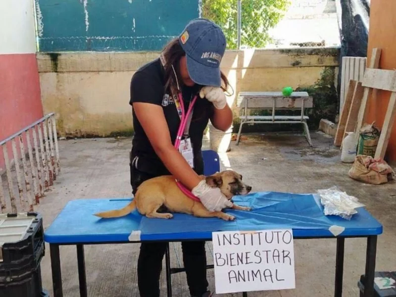 IBA brinda atención a perros, gatos y animales afectados en la Sierra Norte de Puebla  