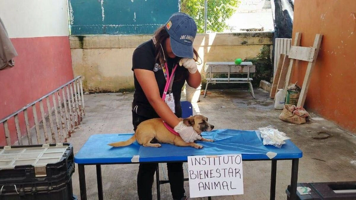 IBA brinda atención a perros, gatos y animales afectados en la Sierra Norte de Puebla  