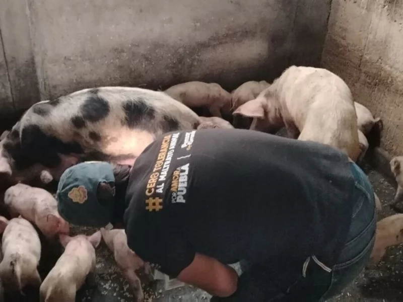 IBA rescató a 99 animalitos afectados por inundaciones y deslaves en la Sierra Norte  