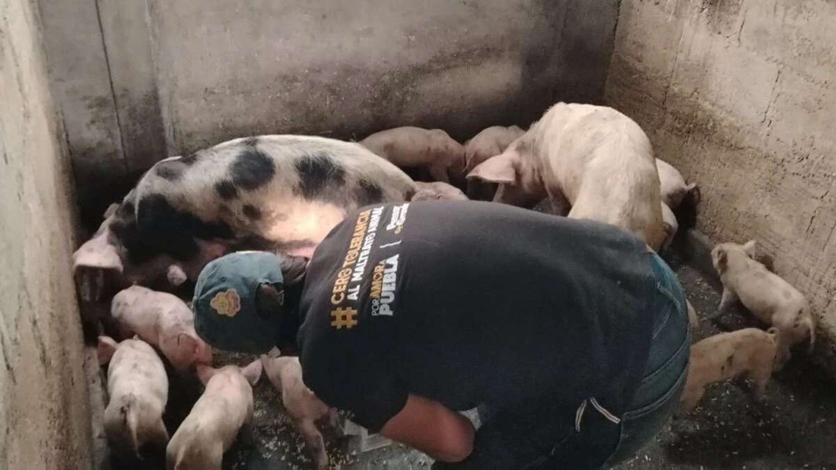 IBA rescató a 99 animalitos afectados por inundaciones y deslaves en la Sierra Norte  