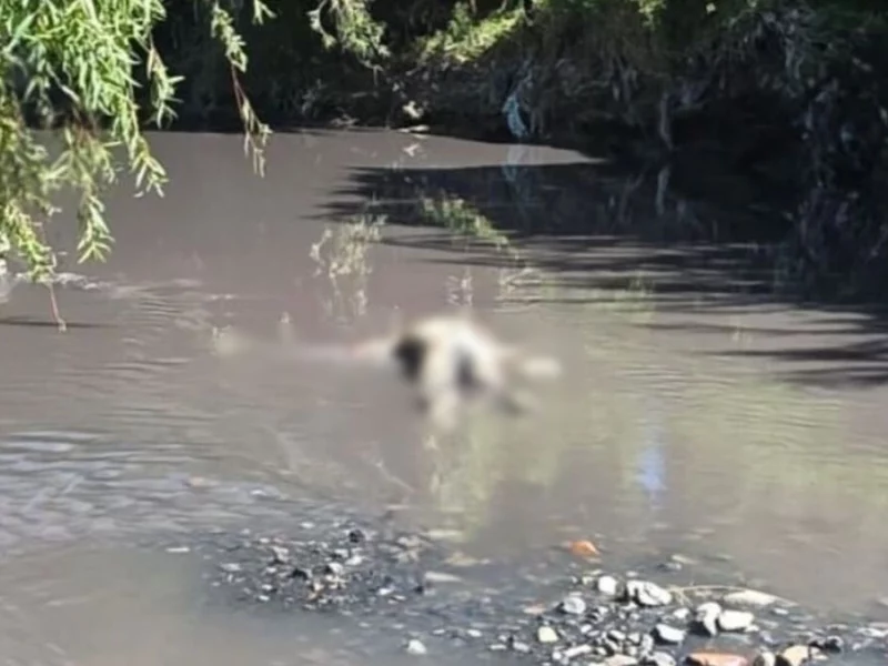 Localizan cadáver flotando en el Río Alseseca a la altura de Totimehuacan.