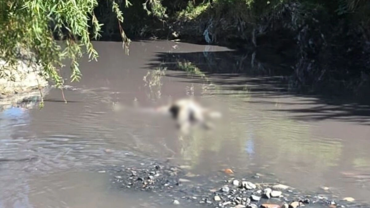 Localizan cadáver flotando en el Río Alseseca a la altura de Totimehuacan.
