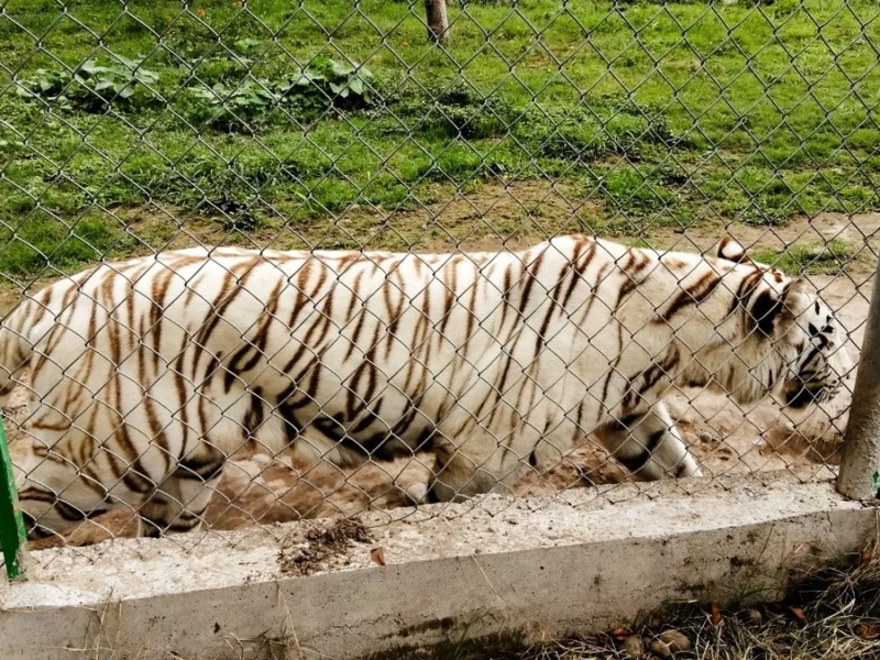 Se escapa tigre del zoológico de Xicotepec tras paso de la tormenta Jerry