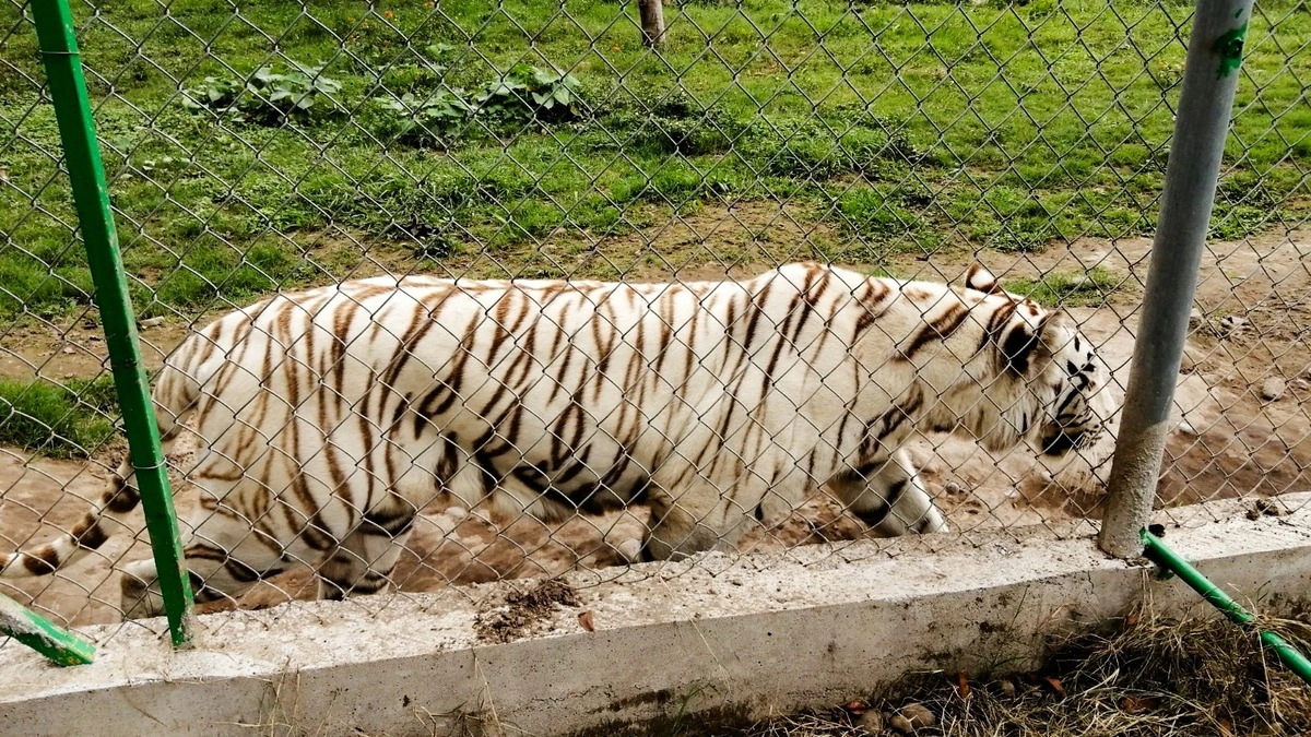 Se escapa tigre del zoológico de Xicotepec tras paso de la tormenta Jerry