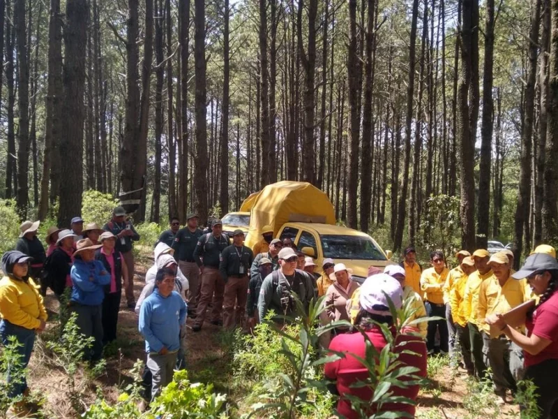 Gobierno de Puebla inicia reforestación del Parque La Malinche
