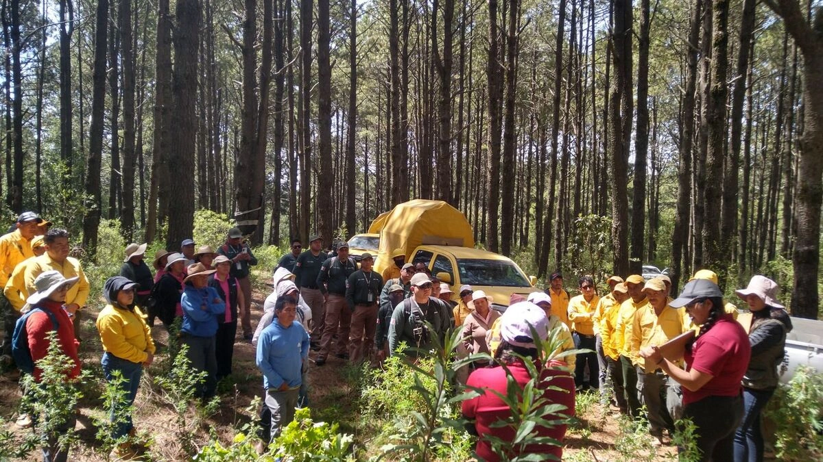 Gobierno de Puebla inicia reforestación del Parque La Malinche