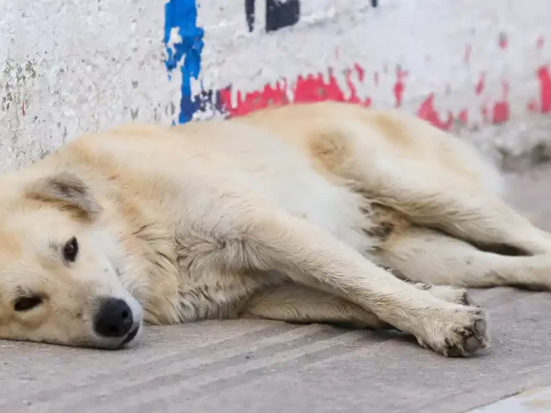 Bienestar Animal le pide al alcalde de Chignahuapan que explique el destino de perros callejeros.