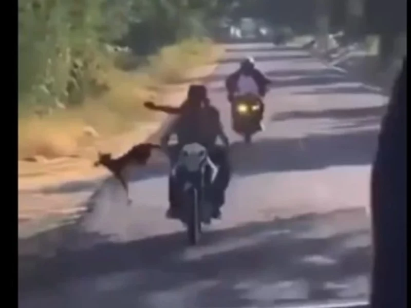VIDEO: Jóvenes avientan a un perro desde una motocicleta en Izúcar