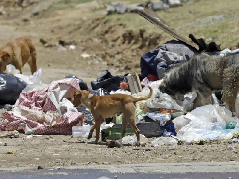 Presentan iniciativa para crear padrón de agresores de animales en Puebla