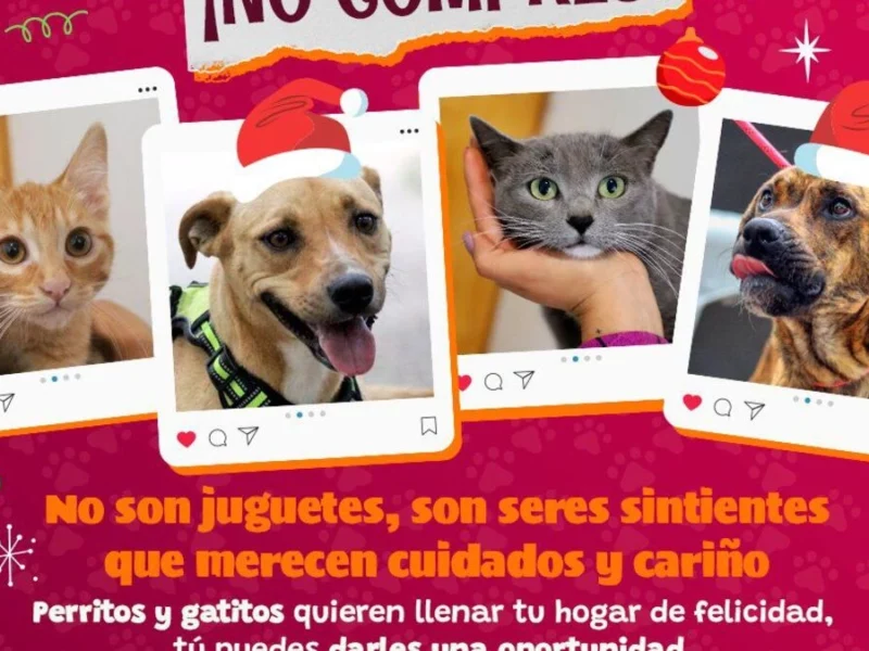 Lanzan campaña para la adopción de mascotas en Puebla  