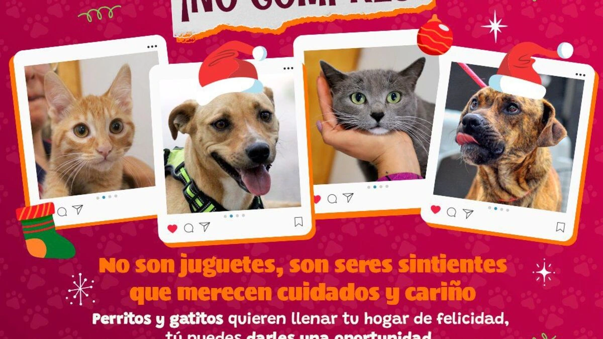 Lanzan campaña para la adopción de mascotas en Puebla  