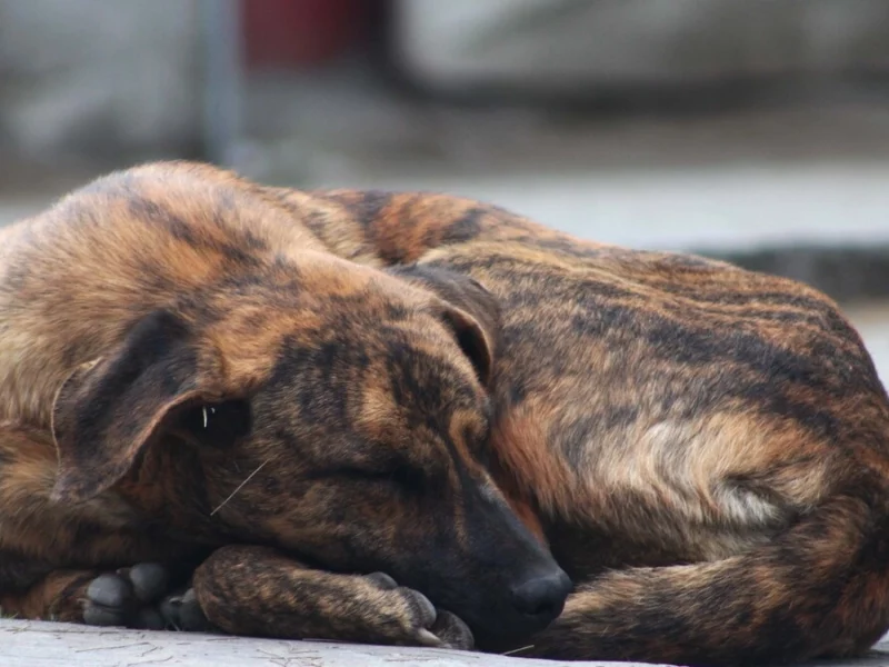 Proponen endurecer con hasta 12 años de cárcel el maltrato animal en Puebla 
