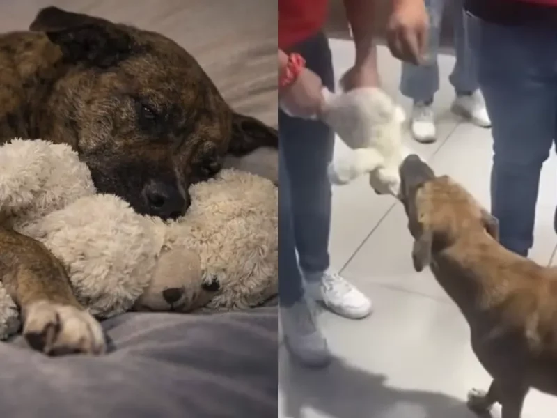 ¡Milagro de Navidad! Adoptan a perrito que "robó" un peluche