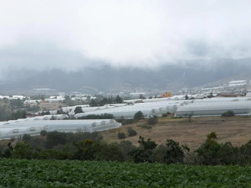 Producirán 22 millones de kilos de catsup en Puebla con Citraa de Aquixtla