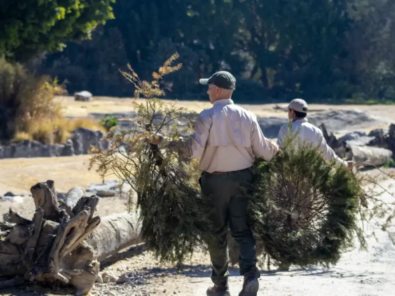 Gobierno de la Ciudad y Africam Safari inician campaña de reciclaje de árboles de Navidad