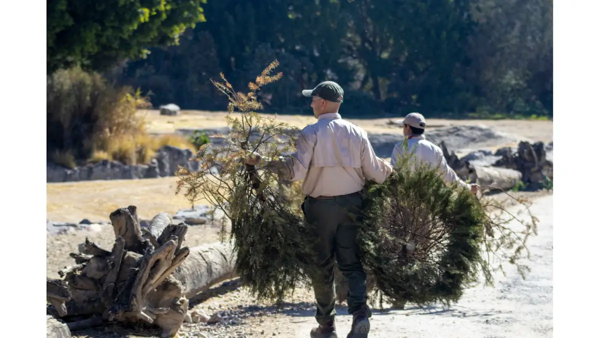 Gobierno de la Ciudad y Africam Safari inician campaña de reciclaje de árboles de Navidad