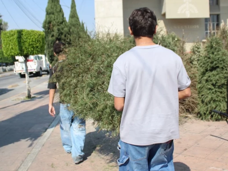 ¡No lo tires! Te decimos dónde donar tu árbol de Navidad natural  
