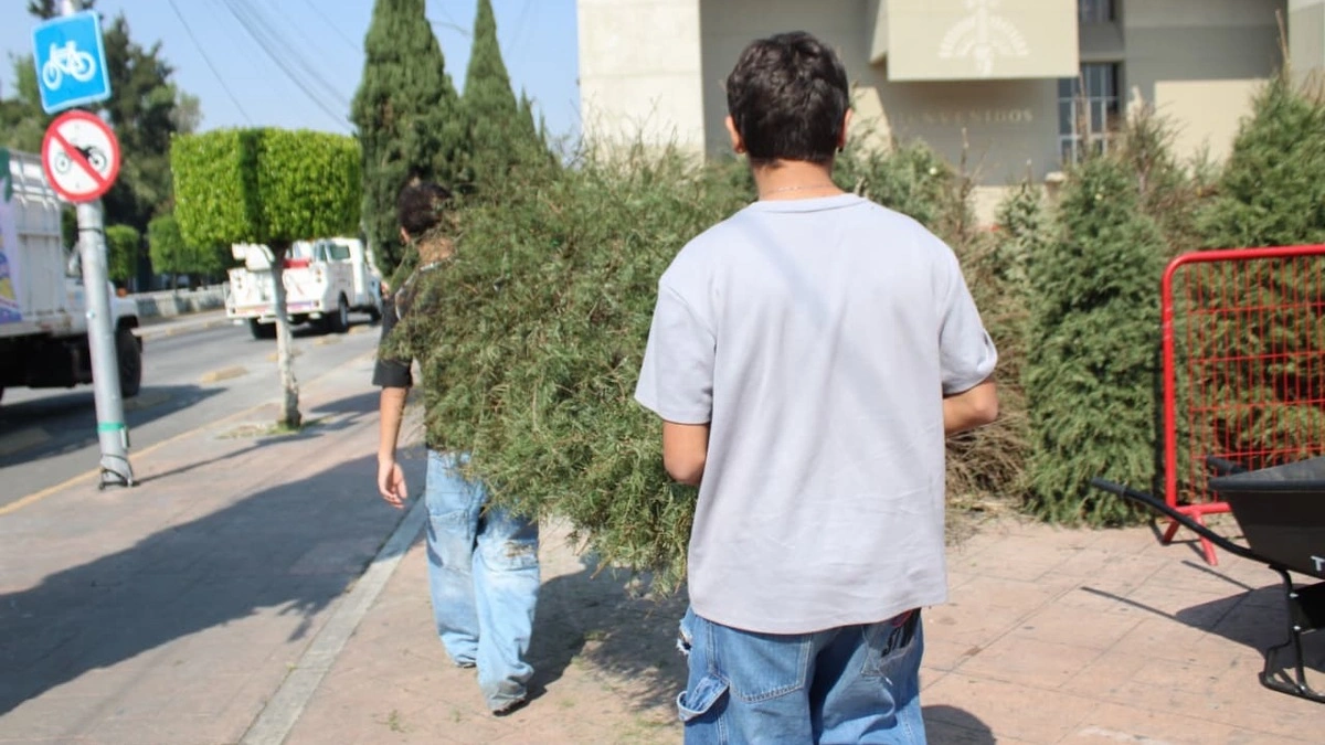 ¡No lo tires! Te decimos dónde donar tu árbol de Navidad natural  