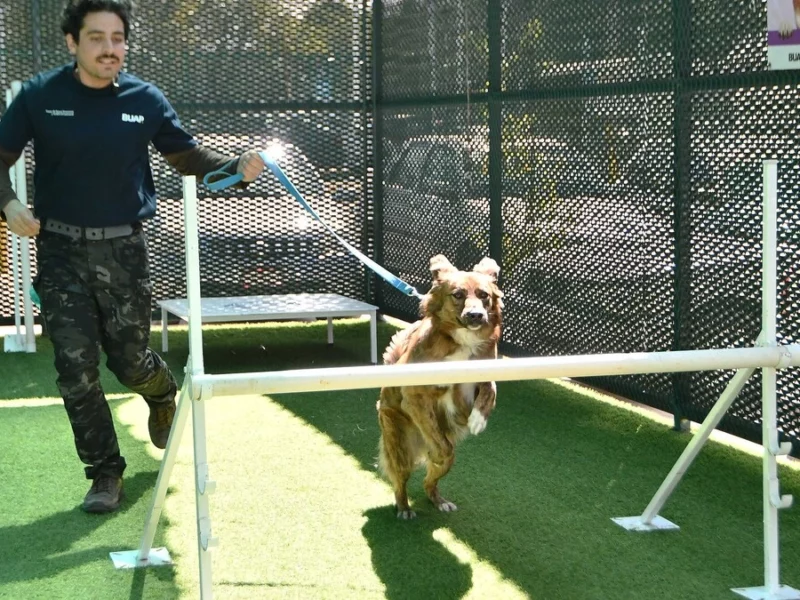 CAETO, un espacio que preserva el bienestar de sus coterapeutas perritos